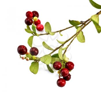 Royalty Free Photo of Red and Burgundy Ligonberries