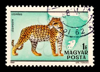 Royalty Free Photo of a Leopard Stamp