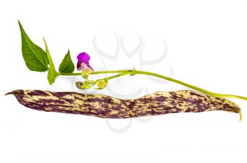 Royalty Free Photo of a Pod With Purple Flowers