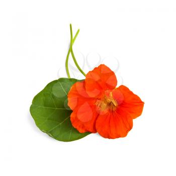 Royalty Free Photo of a Nasturtium and Leaf