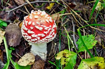 Small red amanita with white spots on a background of soil, leaves and green grass