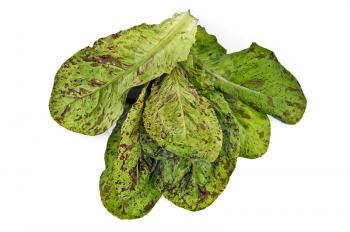 Green with purple spots bunch of lettuce isolated on a white background