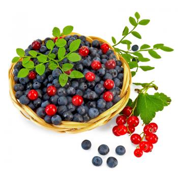 Blueberries with red currants in a wicker basket, a sprig of blueberries and red currants with green leaves isolated on white background
