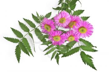 A bouquet of pink flowers and green leaves of mountain ash is isolated on a white background