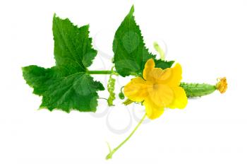 With a small sprig of cucumber, a yellow flower, tendrils and green leaves isolated on white background
