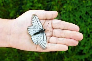 Butterfly with black stripes on white wings on the hand of the child against the background of green grass