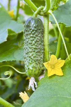 Green cucumber with a yellow flower on a background of green leaves and stems