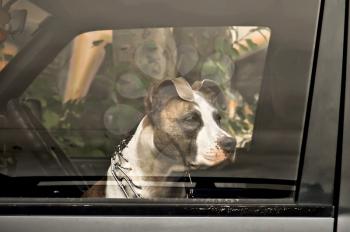 Sad dog owner waiting in the car