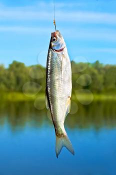 Silver small fish on a hook against the blue sky, rivers and green trees