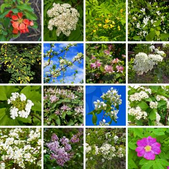 Flowers of acacia, quince, apple, honeysuckle, plum, rowan, viburnum, lilac, hawthorn, wild rose on a background of green leaves and blue sky