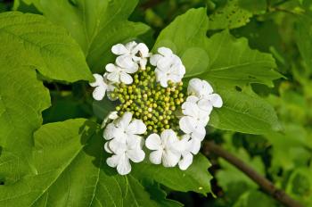 White flowers of viburnum on a background green leaves