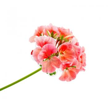 The inflorescence of pink geraniums isolated on white background