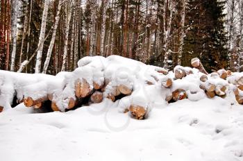 Harvested wood in the forest under the snow
