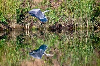 Flying Heron on the beach with grass background, a reflection of herons in the water