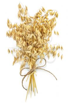 Sheaf of stalks of oats, tied with twine isolated on white background