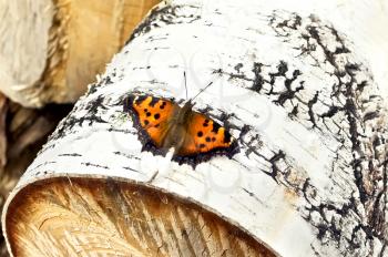 Orange butterfly with black patterns on white background of birch bark