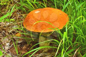 Large orange orange-cap boletus on the background of green grass and brown leaves