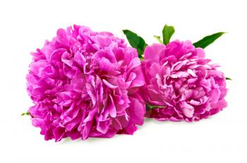 Two bright pink peonies with green leaf isolated on white background