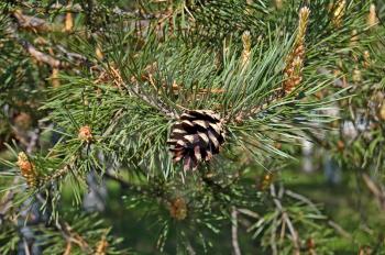 pinecone on the background of flowering branches