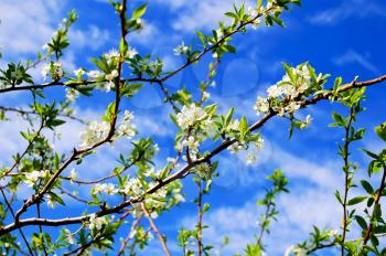 Branches of plum blossoms against the blue sky and white clouds