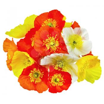 Bouquet of orange, yellow and white poppies isolated on white background