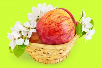 Red apples in a wicker basket with flowers of apple isolated on green background