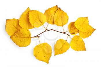 Sprig of birch with yellow leaves isolated on white background