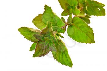Sprig of mint green isolated on white background