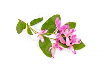 Sprig of honeysuckle with pink flowers and green leaves isolated on white background