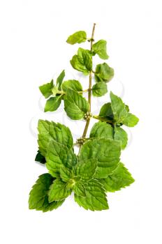 A green sprig of mint isolated on white background