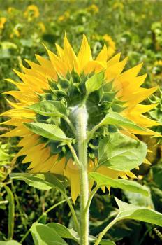 Sunflower on the back side against the background of green foliage and yellow sunflowers