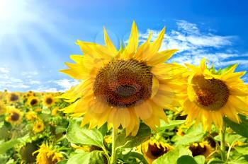 Two sunflowers on a background field with yellow sunflowers, blue sky, white clouds and sun
