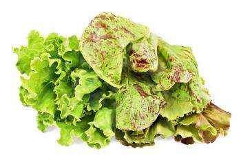 Three beams of green, spotted and brown lettuce isolated on a white background
