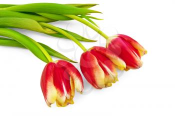 Three yellow-red tulip with green leaves isolated on white background