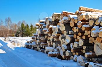 A pile of timber in the winter against the backdrop of trees, green pine and blue sky