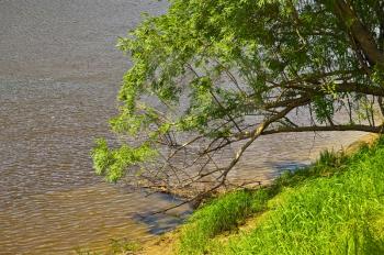 A tree with green leaves, green grass by the river