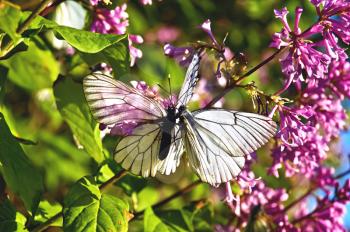 Two white butterflies on a background of lilac flowers, green leaves and blue sky