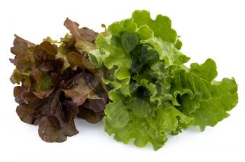 Green and maroon-brown bundles of lettuce isolated on a white background