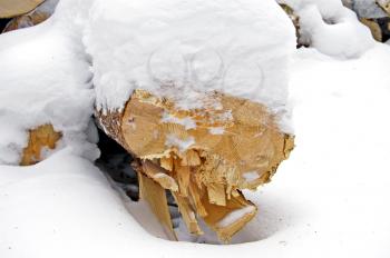 Section of harvested wood in white snow
