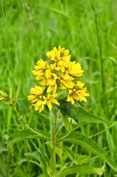 Yellow flower on a background of green grass