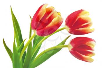 Three yellow-red tulip with green leaves isolated on white background