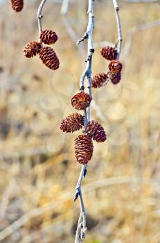 Royalty Free Photo of a Branch With Catkins