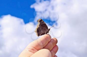 Brown butterfly with white patterns on the wings folded on a female hand on a background of blue sky and white clouds