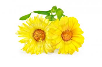 Two yellow calendula with green leaves isolated on white background