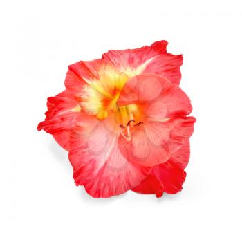 Single flower of red gladiolus isolated on white background