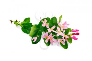 Two sprigs of honeysuckle with pink flowers and green leaves isolated on white background