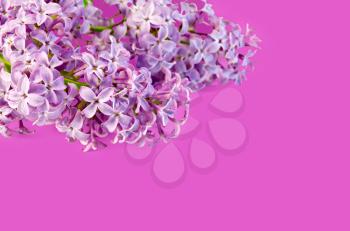 Lilac flowers in the left corner isolated on a pink background