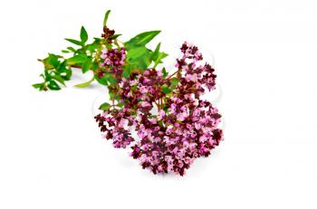 Oregano sprig with pink flowers and green leaves isolated on white background