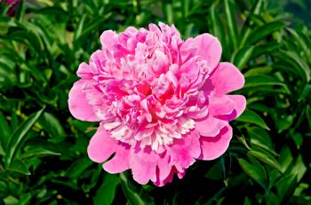 Pink peony on a background of green leaves