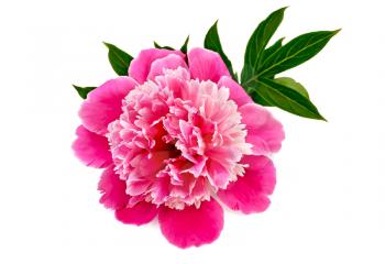 Pink peony with green leaves isolated on white background